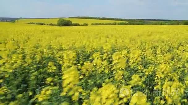 盛开的芥花籽油字段视频