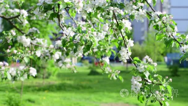 在城市开花的苹果树的分支视频