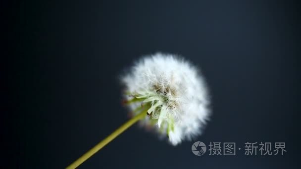 蒲公英花从风中移动视频