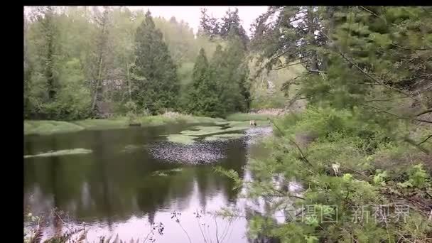 风中长草和湿地池塘的放大视频