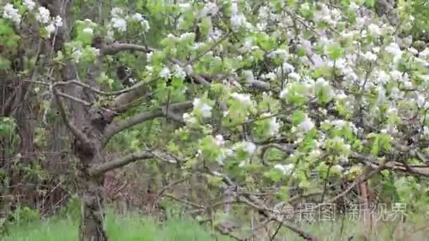 白色樱花在田野里绽放视频