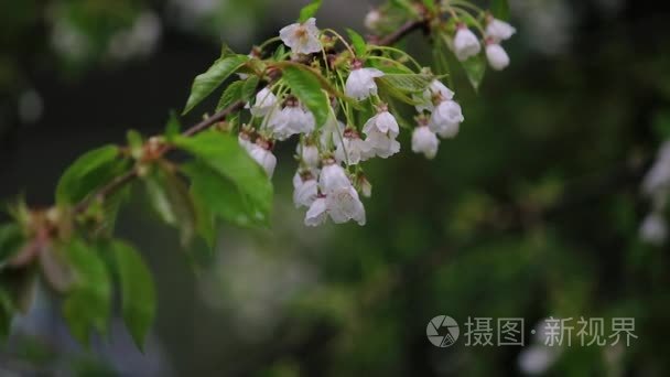 早春大束白樱桃花的雨滴视频