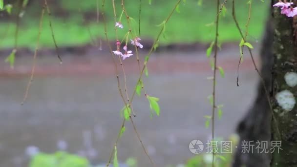 粉红色的樱花在雨中漫步在街上视频