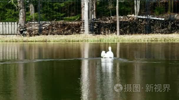 白天鹅在湖面的镜面上游动视频