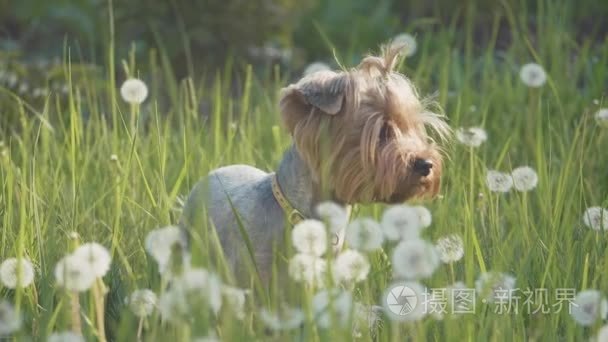 狗约克郡猎犬在草地上散步嗅到蒲公英慢动作视频。慢动作视频狗的生活方式在自然宠物概念