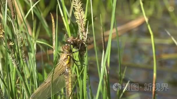 出生的昆虫蜻蜓。一只成年蜻蜓幼虫的皮肤。第三龄。宏观