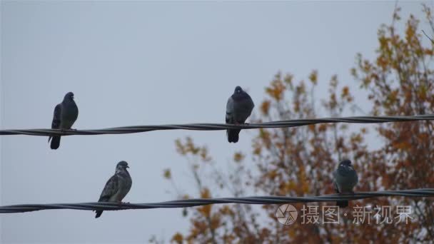 一群鸽子坐在电线上对抗天空