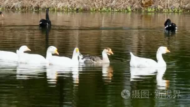 一群白鹅鹅和黑天鹅在池塘上视频