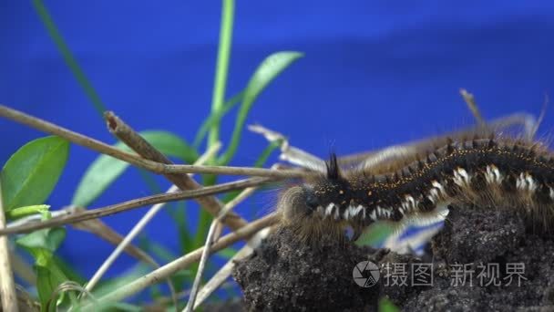 毛茸茸的毛毛虫坐在地面上的蓝色背景, 昆虫宏观短视频