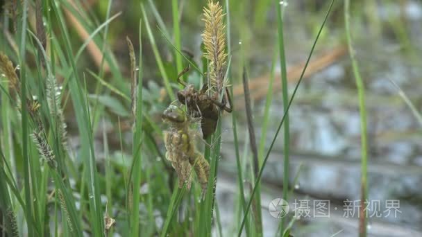 出生的昆虫蜻蜓。一只成年蜻蜓幼虫的皮肤。第三龄。宏观