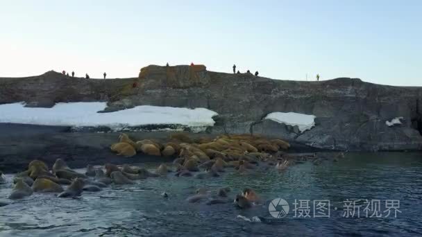 海象和人们环保人士对航空北冰洋海岸查看 4 k