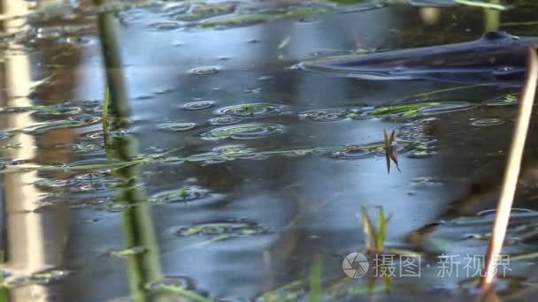 梦幻般的水面在森林沼泽, 湖在清晨