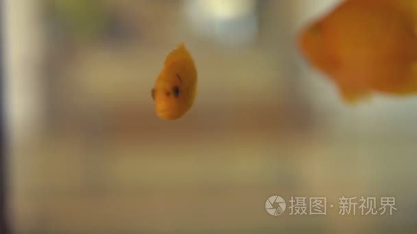 美丽的金鱼在水族馆与海藻视频