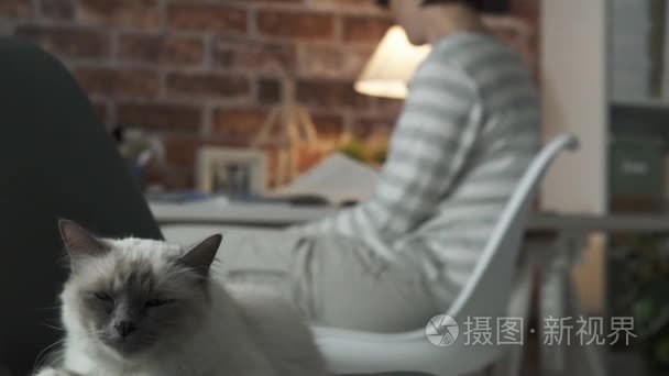 可爱的猫睡在椅子上