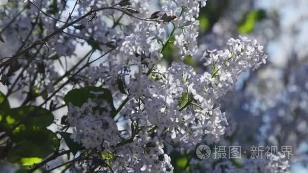 丁香紫色花树自然季节性视频