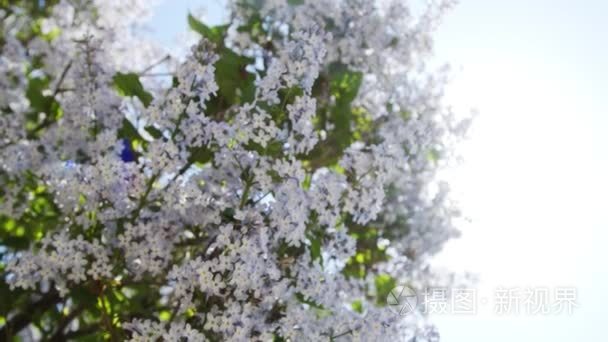 丁香紫色花树自然季节性视频