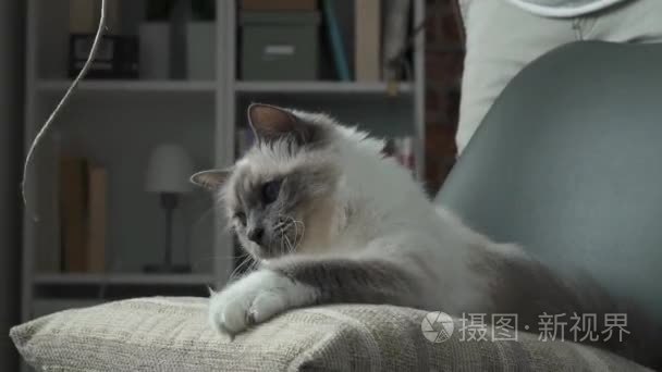 可爱的猫玩字符串