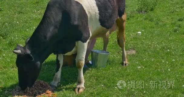 乳牛奶牛在一个绿色的领域视频