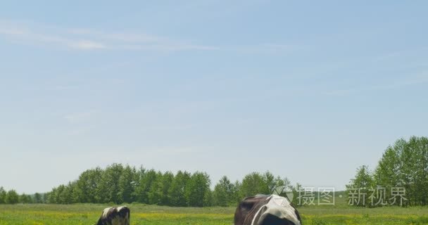 乳牛奶牛在一个绿色的领域视频