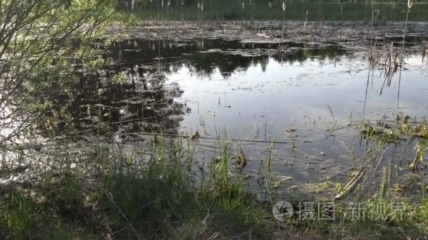 从清晨森林景观看湿地森林沼泽视频