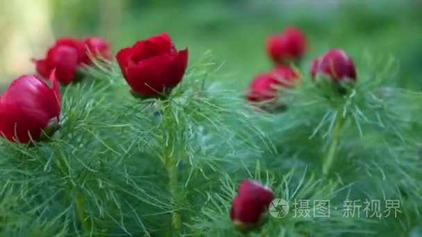花花园里的红花生长视频