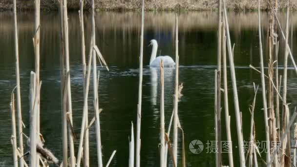 优雅的白天鹅在池塘表面游泳视频