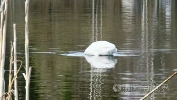 优雅的白天鹅在池塘表面游泳视频