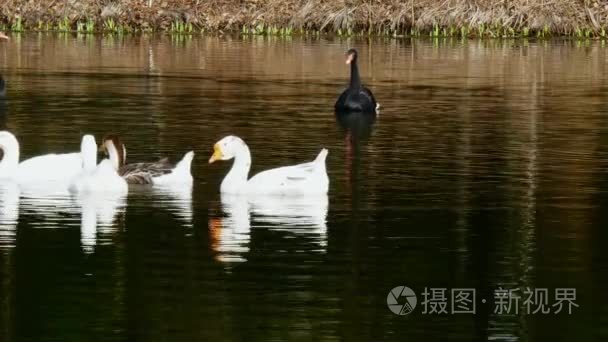 一群白鹅鹅和黑天鹅在池塘上视频