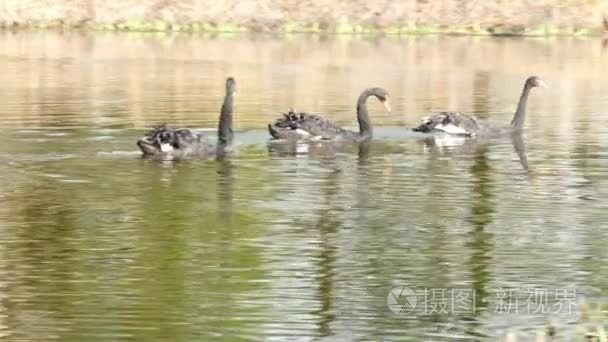 一群黑天鹅在池塘的水面上游泳视频