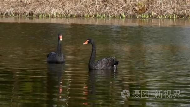 一群黑天鹅在池塘的水面上游泳视频
