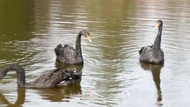 一群黑天鹅在池塘的水面上游泳视频