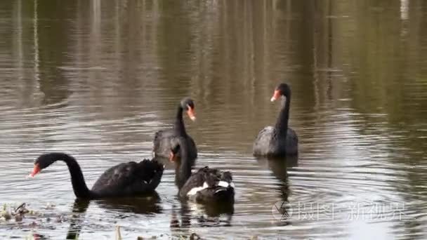 一群黑天鹅在池塘的水面上游泳视频