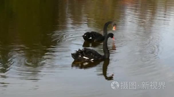 一群黑天鹅在池塘的水面上游泳视频