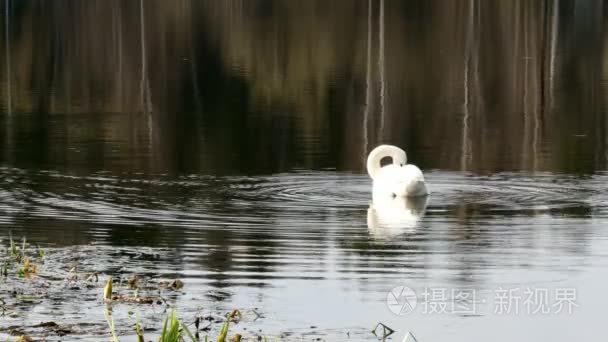 白天鹅在湖面的镜面上游动视频