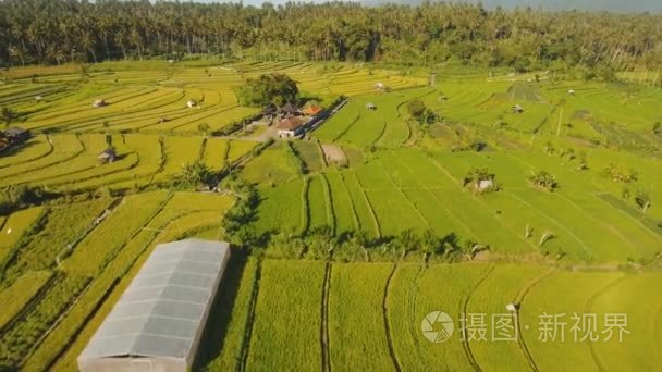 印尼巴厘岛梯田景观视频