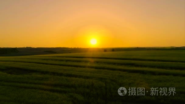 黄油菜田上空鸟瞰图视频