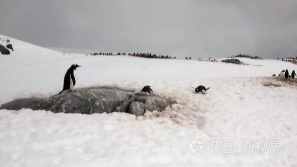 南极洲海洋中雪岩海岸的企鹅视频