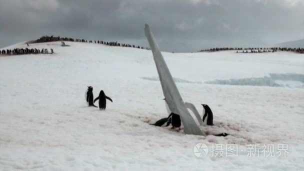 南极洲海洋中雪岩海岸的企鹅视频