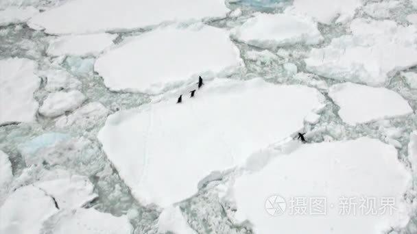 南极洲海洋冰山和浮冰上的企鹅视频
