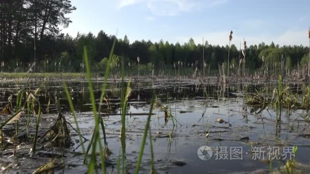 清晨湿地森林湖泊的景观观视频