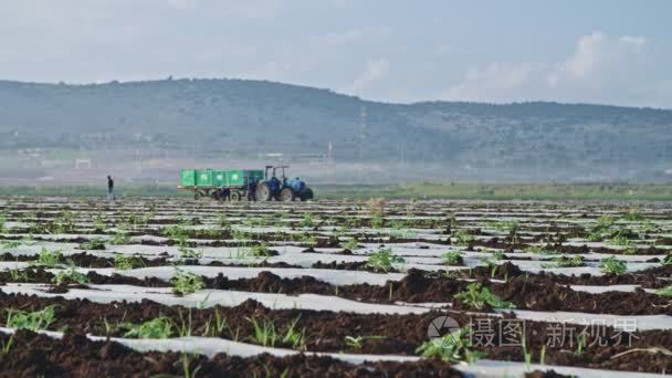 田间种植西瓜植物的农民工视频