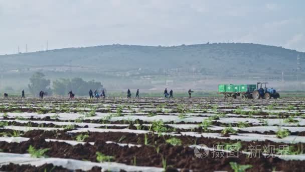 田间种植西瓜植物的农民工视频