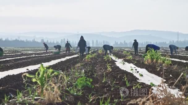 田间种植西瓜植物的农民工视频