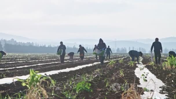 田间种植西瓜植物的农民工视频