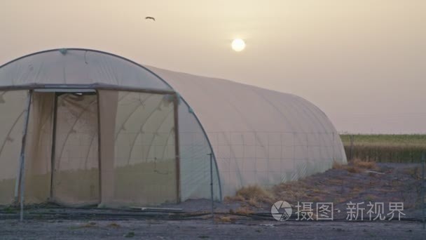 农夫喝咖啡看日出在一个温室农场