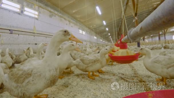 家禽养殖场肉鸭的培育视频