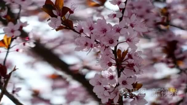粉红樱桃花开的春天视频