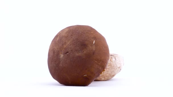 一只小蛆蠕虫在临选蘑菇帽上爬行.牛肝菌蘑菇在转弯台上旋转.