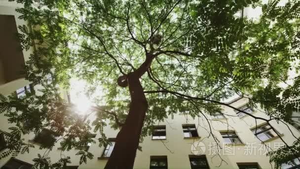 绿树在建筑物之间  从下面的太阳下射出