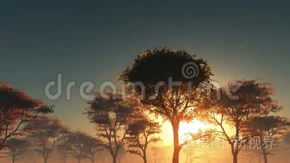 日落和雾中的森林
